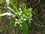 Tournefortia bicolor (2)