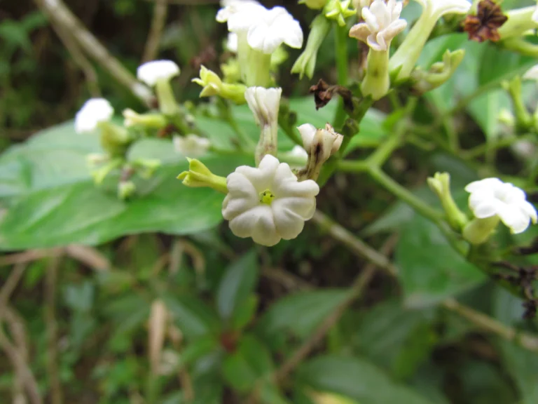 Tournefortia bicolor (1)