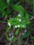 Thaumatocaryon dasyanthum (7)