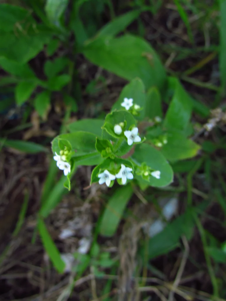 Thaumatocaryon dasyanthum (7)