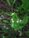 Thaumatocaryon dasyanthum (6)