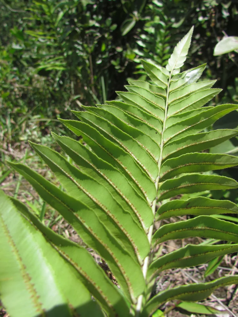 Telmatoblechnum serrulatum (19)