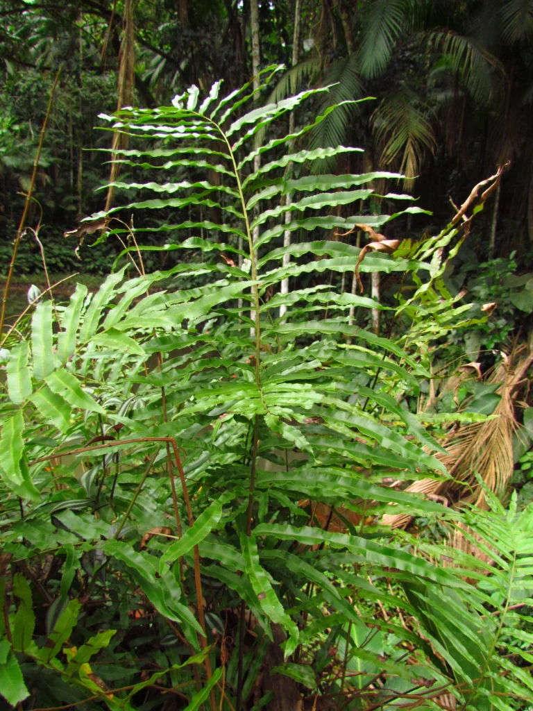 Telmatoblechnum serrulatum (14)