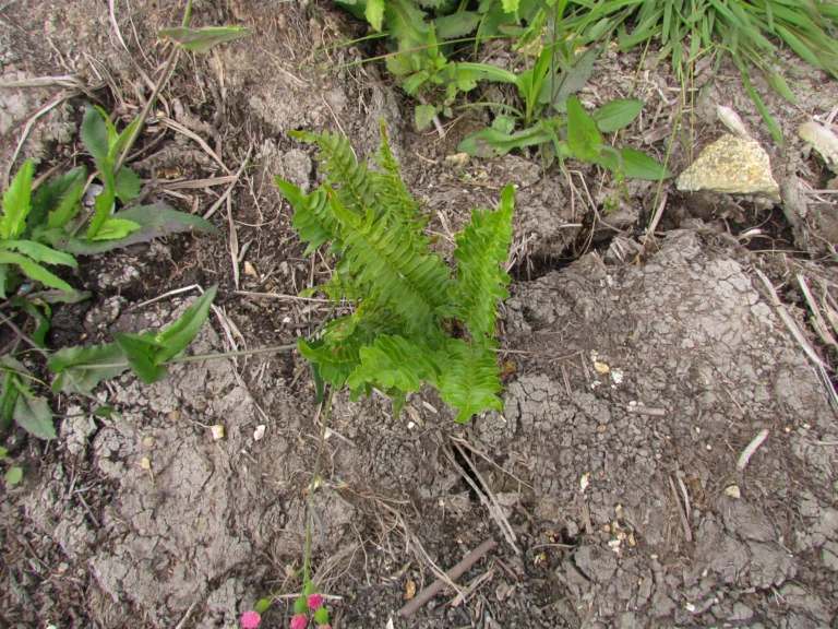 Telmatoblechnum serrulatum (8)