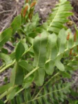 Telmatoblechnum serrulatum (4)