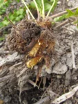Telmatoblechnum serrulatum (5)