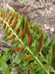 Telmatoblechnum serrulatum (3)