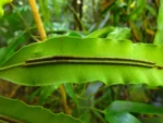 Salpichlaena volubilis (11)