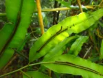 Salpichlaena volubilis (10)