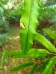 Salpichlaena volubilis (7)