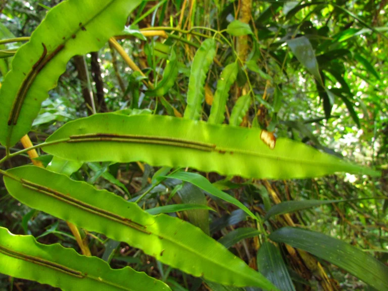 Salpichlaena volubilis (8)