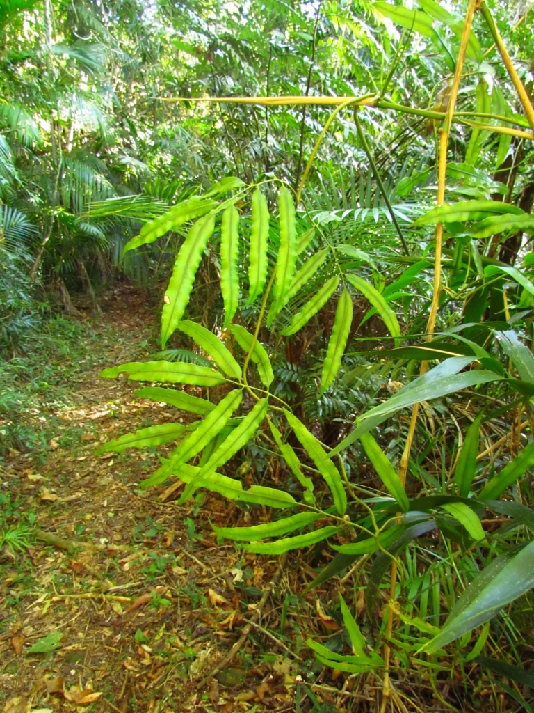 Salpichlaena volubilis (5)