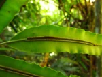 Salpichlaena volubilis (4)