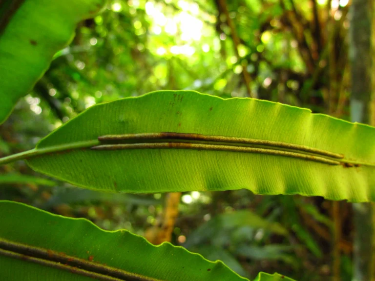 Salpichlaena volubilis (4)