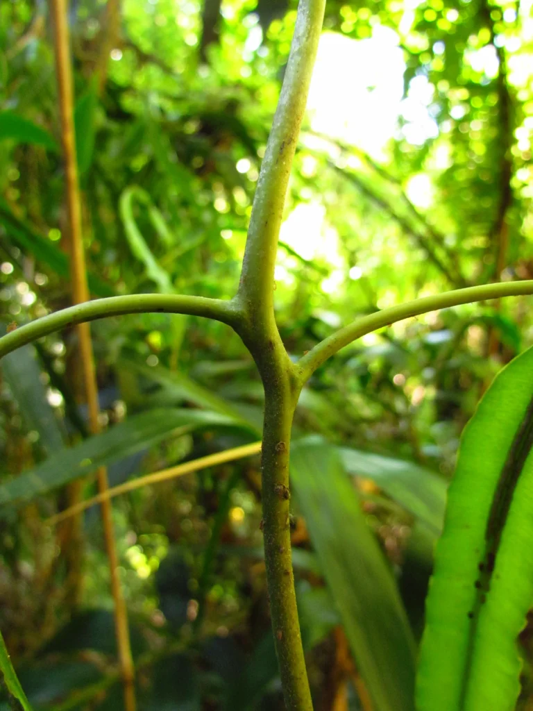 Salpichlaena volubilis (2)