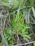 Parablechnum regnellianum (10)