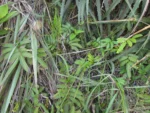 Parablechnum regnellianum (11)