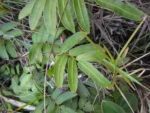 Parablechnum regnellianum (7)