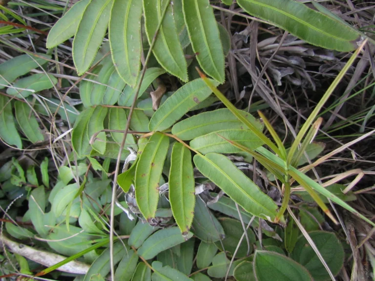 Parablechnum regnellianum (7)