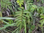 Parablechnum regnellianum (4)