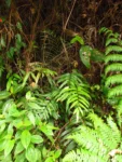 Parablechnum cordatum (33)