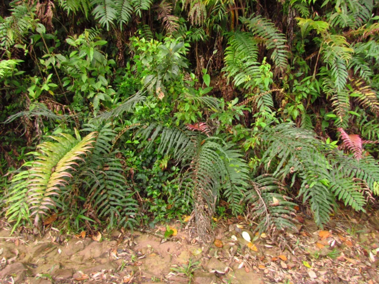 Parablechnum cordatum (15)