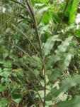 Parablechnum cordatum (5)