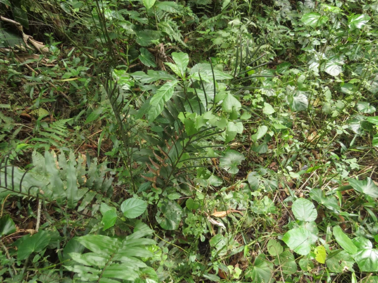 Parablechnum cordatum (2)