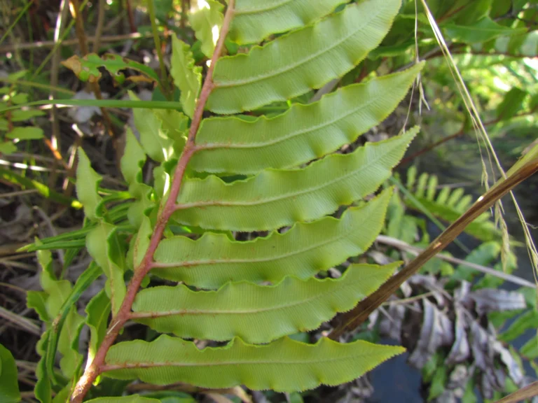 Parablechnum brasiliense (14)