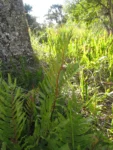 Parablechnum brasiliense (7)