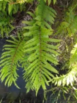 Parablechnum brasiliense (4)