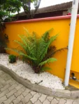 Neoblechnum brasiliense (14)