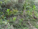 Neoblechnum brasiliense (11)