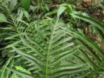 Neoblechnum brasiliense (4)