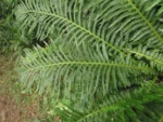 Neoblechnum brasiliense (2)