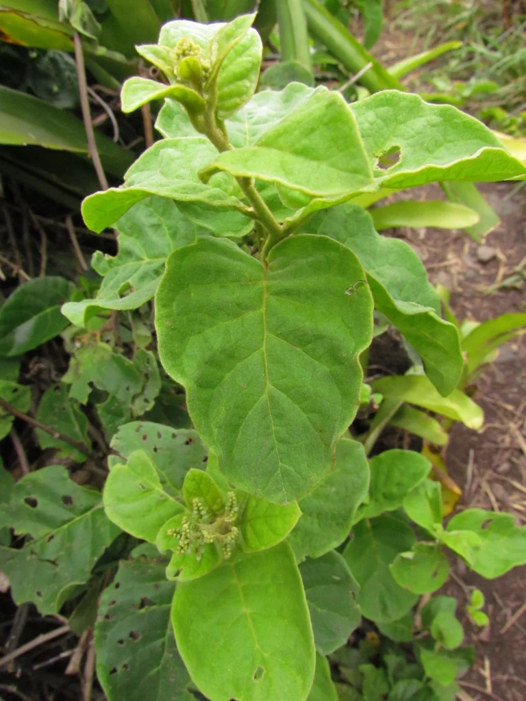 Myriopus membranaceus (26)
