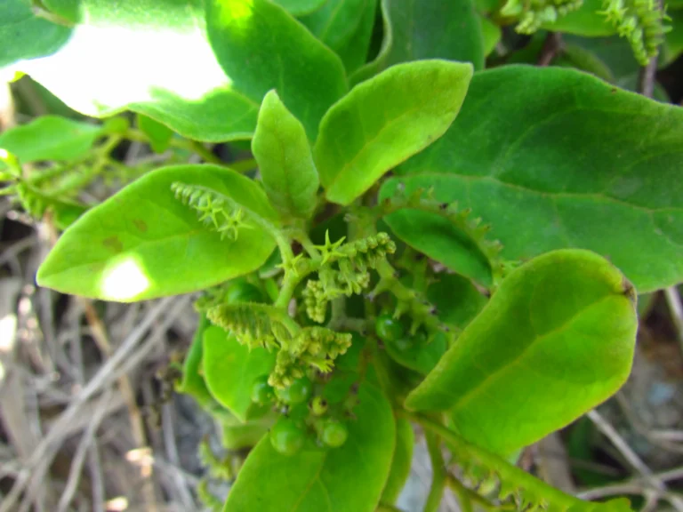 Myriopus membranaceus (16)