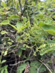 Myriopus membranaceus (16)