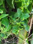 Myriopus membranaceus (13)
