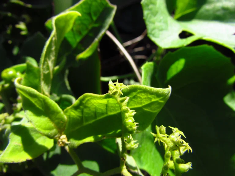Myriopus membranaceus (11)