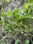 Myriopus membranaceus (11)