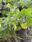 Myriopus membranaceus (4)