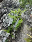Myriopus membranaceus (3)