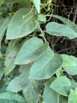 Myriopus membranaceus (2)