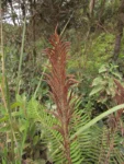 Lomariocycas schomburgkii (8)