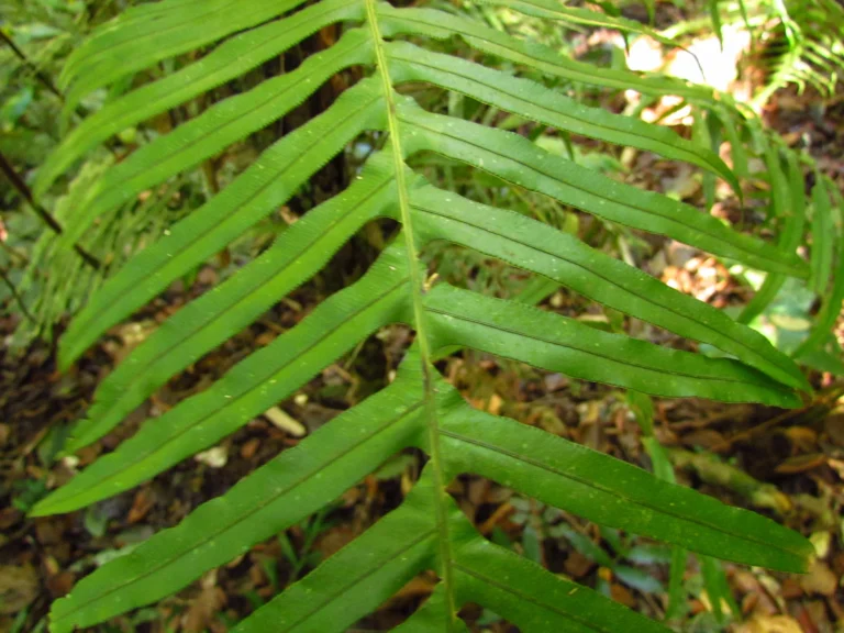 Lomaridium plumieri (12)