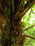Lomaridium plumieri (9)