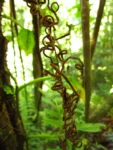 Lomaridium plumieri (8)