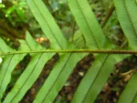 Lomaridium plumieri (2)