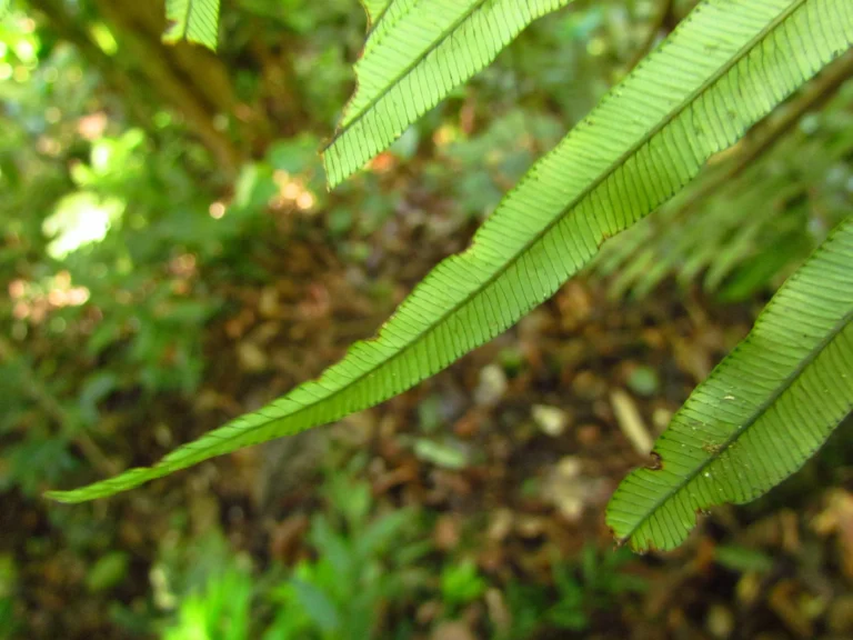 Lomaridium plumieri (3)